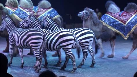 Top 188 Animal Circus Show