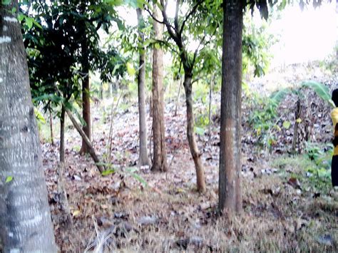 Kayu Jati Pohon Jati Kebun Jati Jatipemeliharaan Hasil Panen Jati Emas