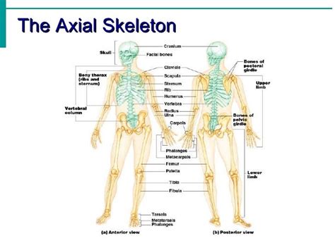 Human Bone Anatomy Ppt 03 Skeletal System Ppt Mckinleyandoloughlin