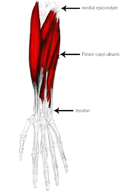 The Hip Joint Flexor Carpi Ulnaris A Wrist Flexor Muscle Free Nude My