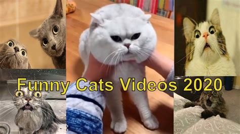 Try Not To Laugh Animals Funny Cats Videos 2020تجميعيه للقطط مضحكة