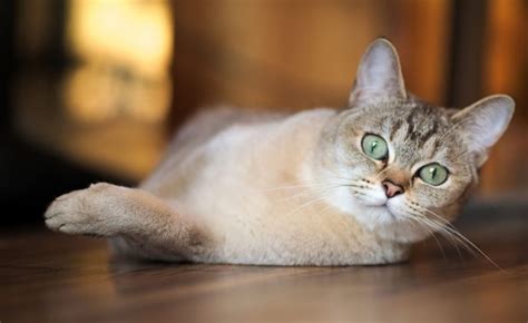 23 Amazing Rare Cat Breeds That Will Steal Your Heart