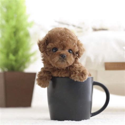 A wide variety of teacup puppies options are available to you, such as feature, application. Piper Red Teacup Poodle - Tiny Teacup Pups | Designer ...