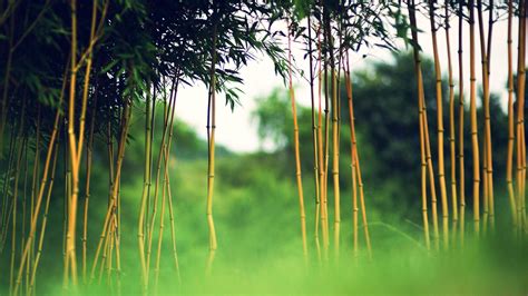 Bamboo New Hd Wallpapers 2015 High Quality All Hd