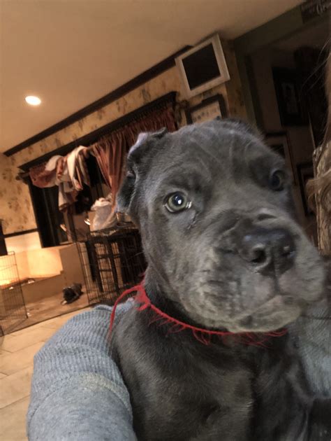 Cane corso in dogs & puppies for sale. Cane Corso Puppies For Sale | Long Island, NY #286516