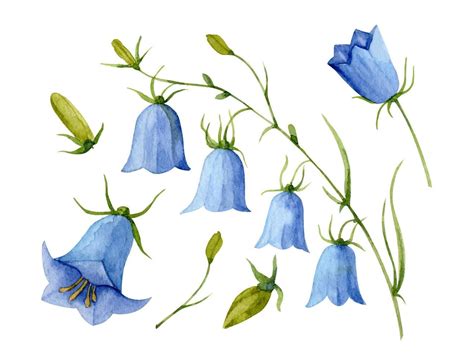 Watercolor Blue Bell Flower Hand Drawn Vector Set With Bellflower