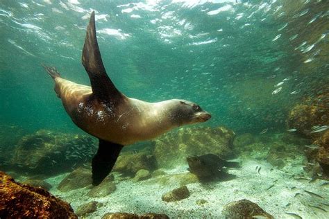 This Reminds Me Of Our Wonderful Trip To Snorkel With The Sea Lions In