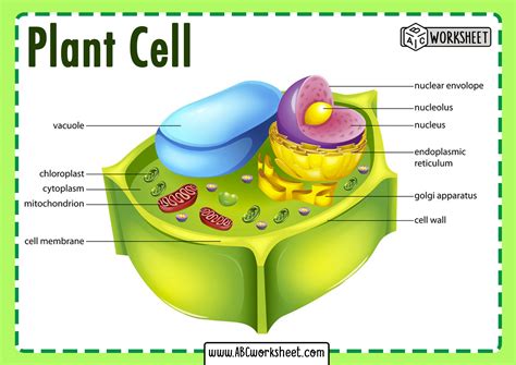 Parts Of A Plant Cell Diagram