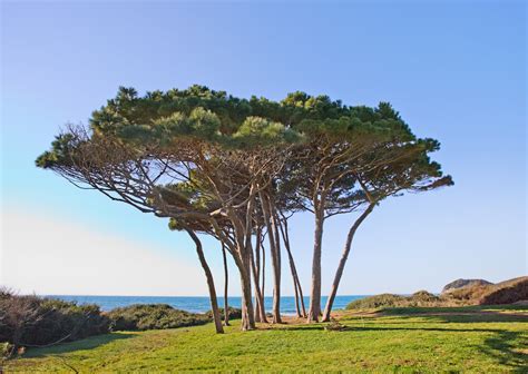 Plantes Anti âge Quand Le Naturel Vous Permet De Rester Jeune