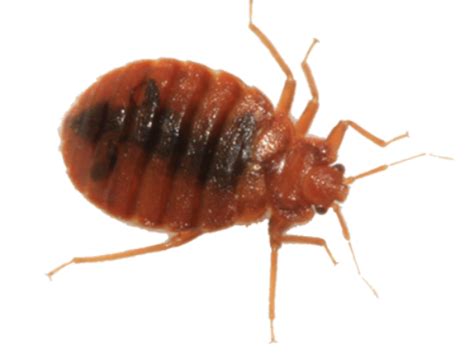 Realistic Bed Bug Png Image Png All Png All