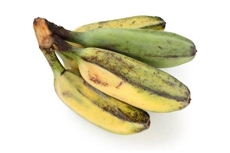 Ripe Cooking Banana Stock Image Image Of Commodity Vegetable 19244909
