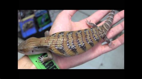 Baby Northern Blue Tongue Skinks Youtube