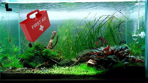 How To Give Your Aquascape A Health Check 6 Tips For A Healthy