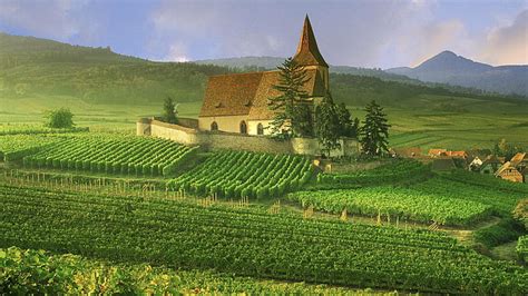 Hd Wallpaper Vineyard Buildings Field Alsace Town Hd Nature