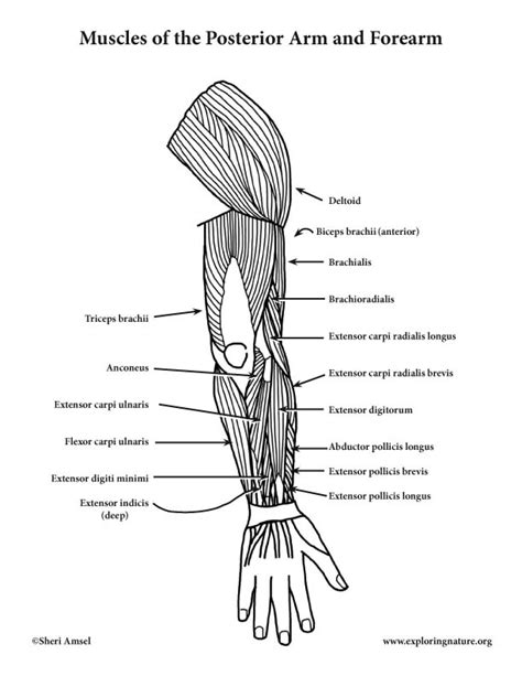 The accompanying muscle diagram reveals the muscles' positions beneath the surface. Muscles of the Arm and Forearm (Posterior) (Advanced)