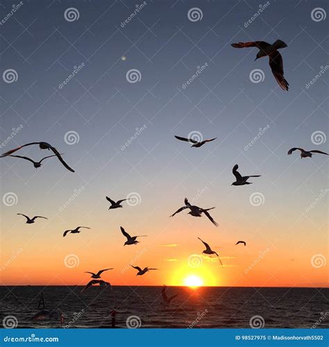 Seagull Sunset Stock Image Image Of Flying Sunset Orange 98527975