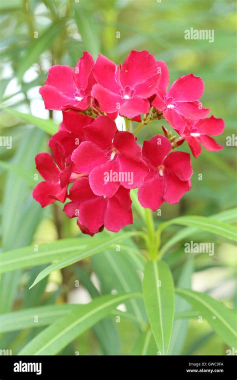 Red Sweet Oleander Flower Stock Photo Alamy