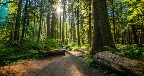 Ultimate Guide To The Hoh Rainforest In Washington For 2021 Hiking