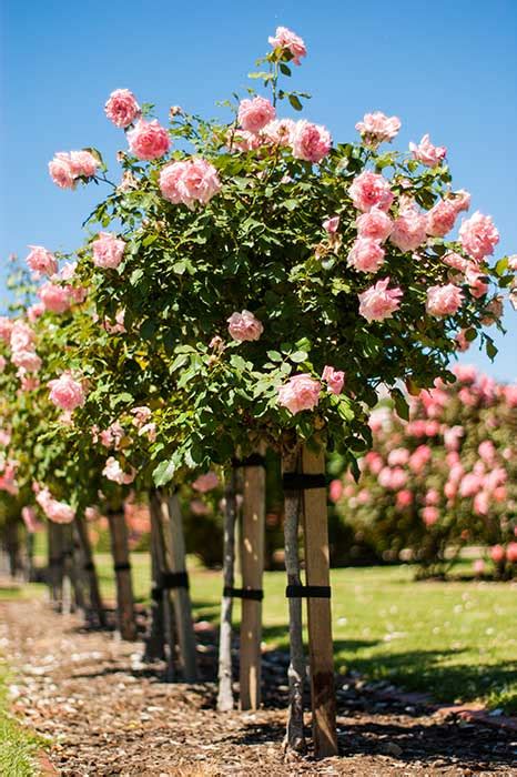 23) encourage a magical atmosphere to replicate the idea of the climbing roses in the wooden birdhouse encourages avian friends to feel like they are in their natural habitat. Rose Garden • AirSkull