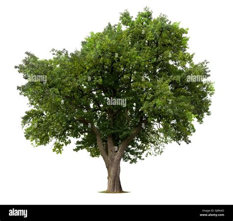 Isolated Tree Growth Stock Photo Alamy