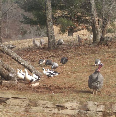 July 17, 2018 · was really frustrated today because i couldn't find the dairy products i wanted because of the remodeling. Town of Hillsville Farmers Market - Home | Facebook
