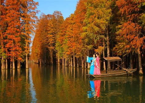 Dawn redwood trees a dazzling sight in Hubei