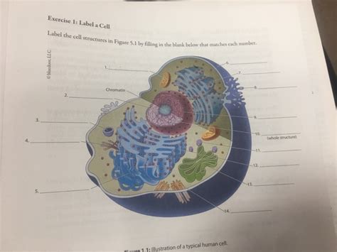 Label The Parts Of A Cell