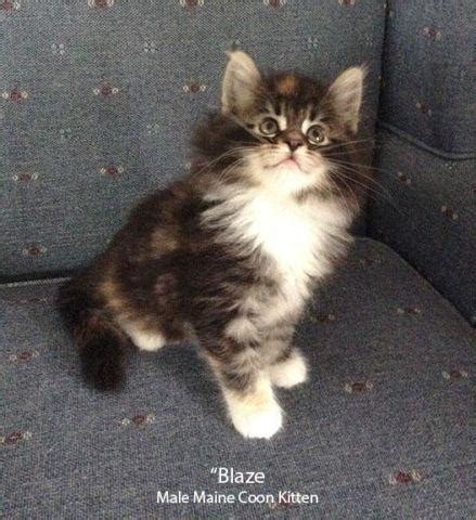This page is all about the different ways to find a maine coon of your own. Gentle & Giant - Maine Coon Kittens for Sale in Central ...
