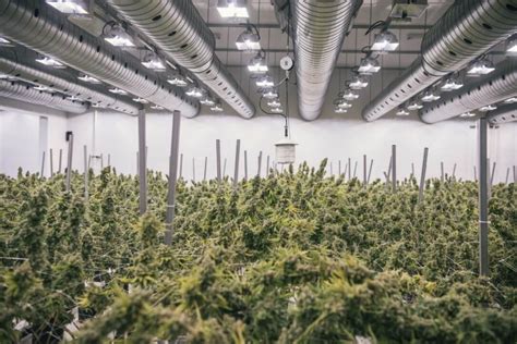 Find the latest earnings report date for canopy growth corporation common shares (cgc) at nasdaq.com. Canopy Growth Corporation Launches Its First-In-Class ...