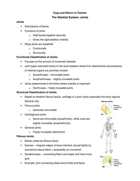 The Skeletal System Joints Ppt Notes Copy And Return To Teacher The