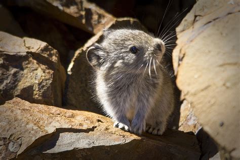 Pika Struggles To Thrive Your Source For Boulder County Colorado Old