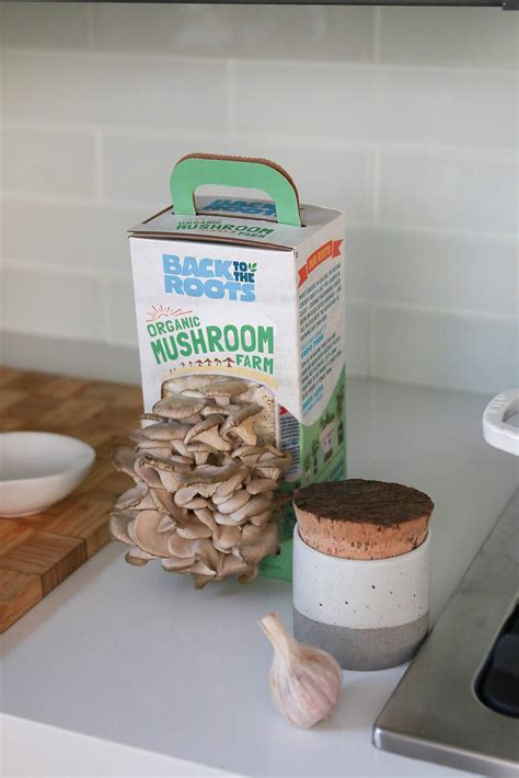 12 Best Mushroom Growing Kits To Grow Endless Mushrooms At Home