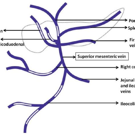 Schematic Representation Of The Superior Mesenteric Vein Branches Download Scientific Diagram