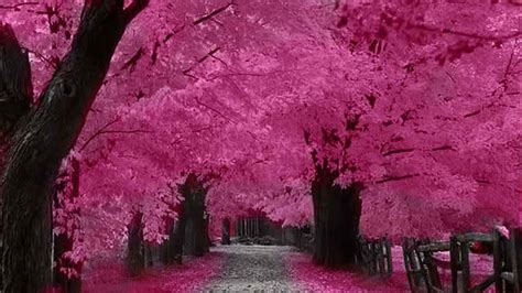 Cherry Blossoms Sakura Japan Beautiful Tree Pink Trees Beautiful