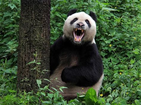 25 Facts About Cute Pandas You Wont Believe Always Pets