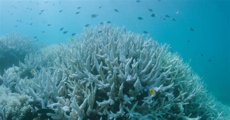 Coral Bleaching Hits The Great Barrier Reef For The Second Year In A Row
