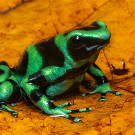 Green And Black Poison Dart Frog Photography Art John Martell Photography