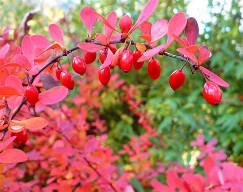 Barberries Plant Care And Collection Of Varieties