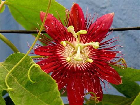 Red Passion Fruit Flower Flickr Photo Sharing