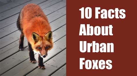Urban Foxes Facts In 2020 Fox Facts Fox Facts