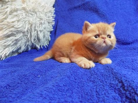 World class exotics for sale. Exotic Shorthair Cats For Sale | Richmond, VA #263104
