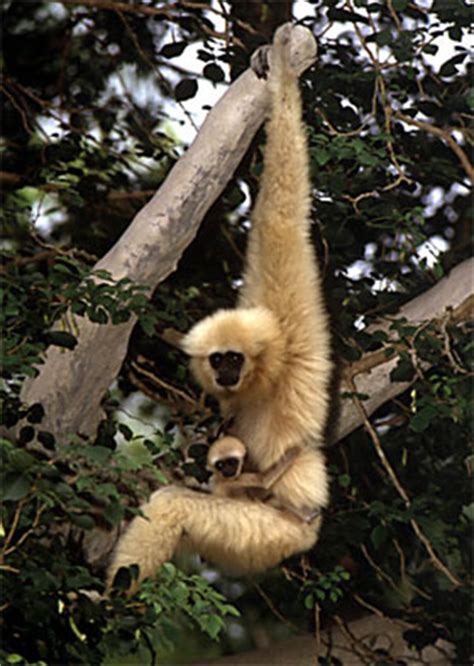 Fact sheet: What are the gibbons?