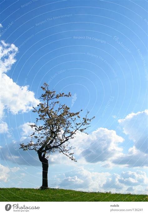 Solitary Loneliness Tree A Royalty Free Stock Photo From Photocase