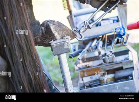 Horse Farrier At Work Trims And Shapes A Horses Hooves Using