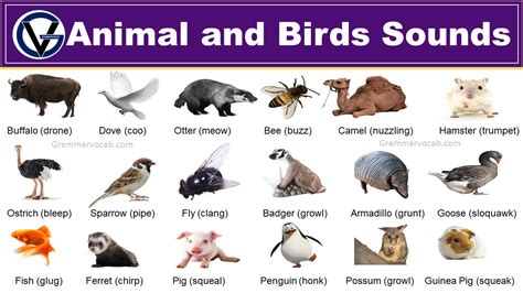 100 Animals And Birds Sound List Vocabulary Grammarvocab