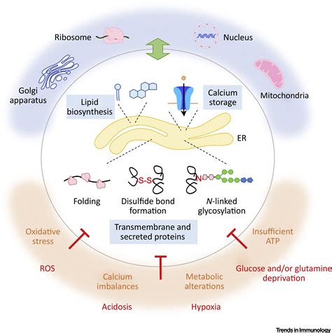 Endoplasmic Reticulum Stress Responses In Intratumoral Immune Cells