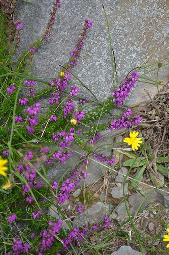 Would you like to beautify your home or workspace? Clever Karen: The Flowers of Ireland