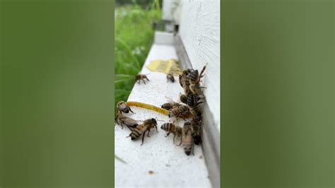 Bees In Slow Motion And Flying Backward At The Entrance Of The Hive