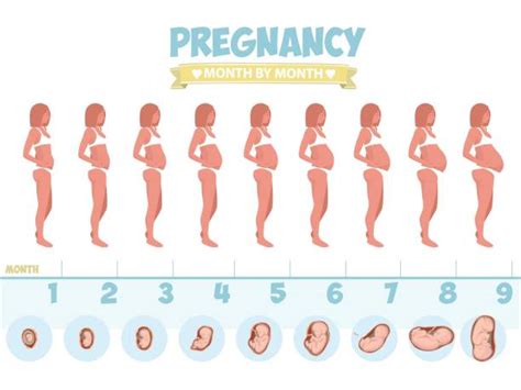 Pregnancy Stages Illustrations Royalty Free Vector Graphics And Clip Art