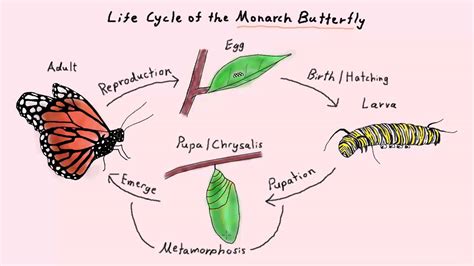 Butterflies are most active from late spring through early fall. Life Cycle of the Monarch Butterfly Part 2 (K-2 Life ...